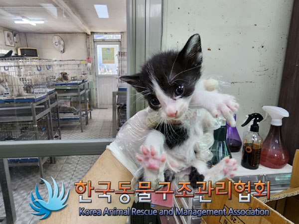한국동물구조관리협회_411305202300206