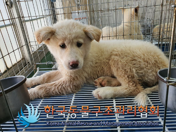 한국동물구조관리협회_441409202300717