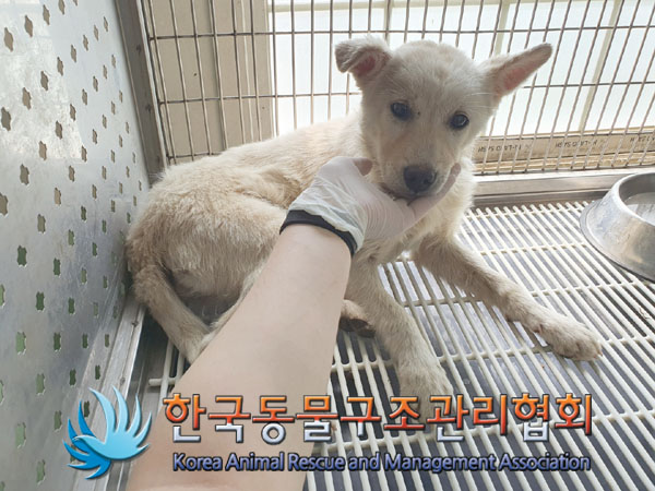 한국동물구조관리협회_441559202300362