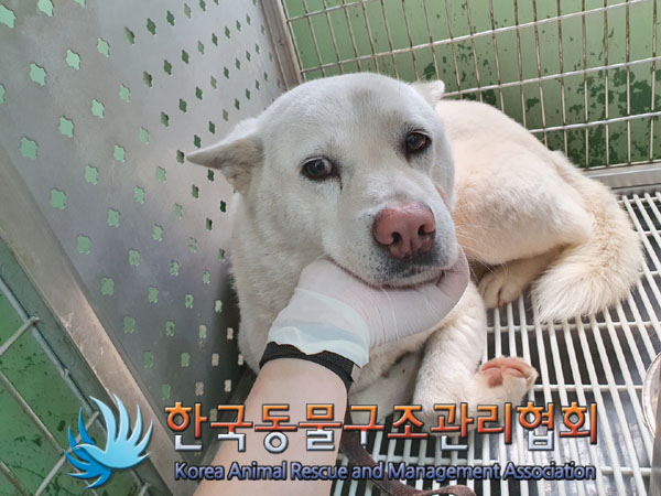 한국동물구조관리협회_411322202300315