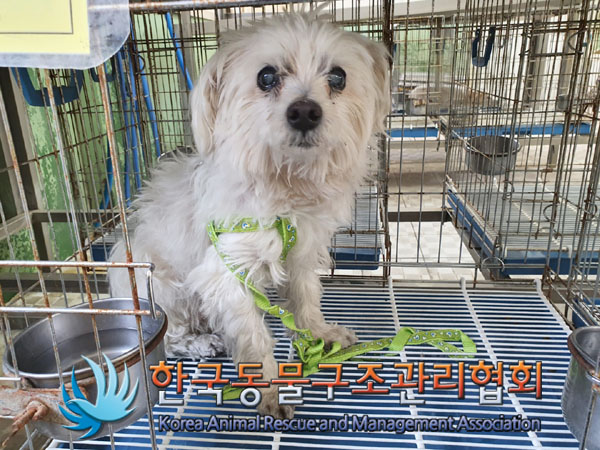 한국동물구조관리협회_411306202300335
