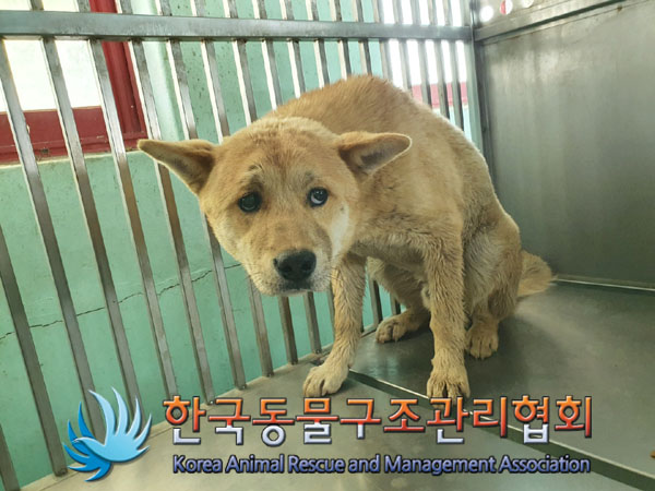 한국동물구조관리협회_441409202300718