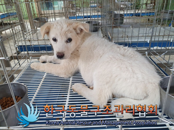 한국동물구조관리협회_441406202300644