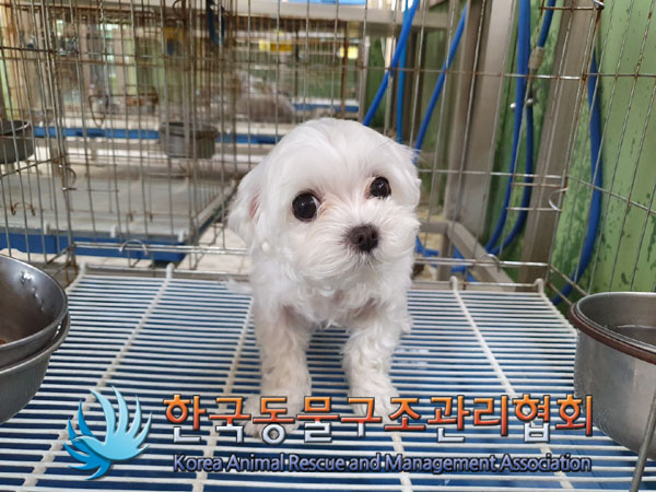 한국동물구조관리협회_441406202300647