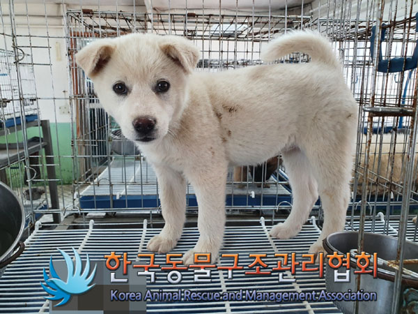 종료(안락사) 믹스…