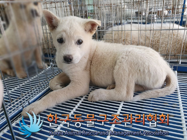 한국동물구조관리협회_441406202300643