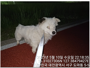 대전동물보호센터_430366202300281