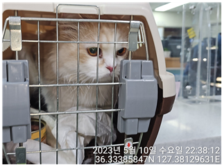 대전동물보호센터_430366202300282