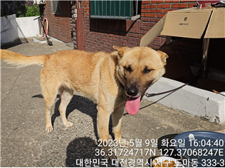대전동물보호센터_430366202300279