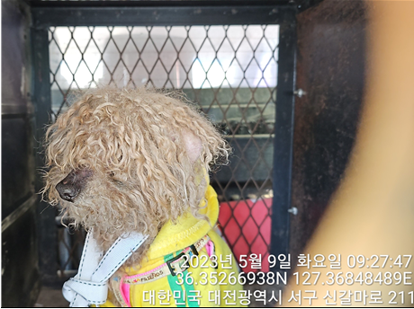 대전동물보호센터_430366202300277