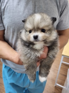제주 동물보호센터_450650202301544