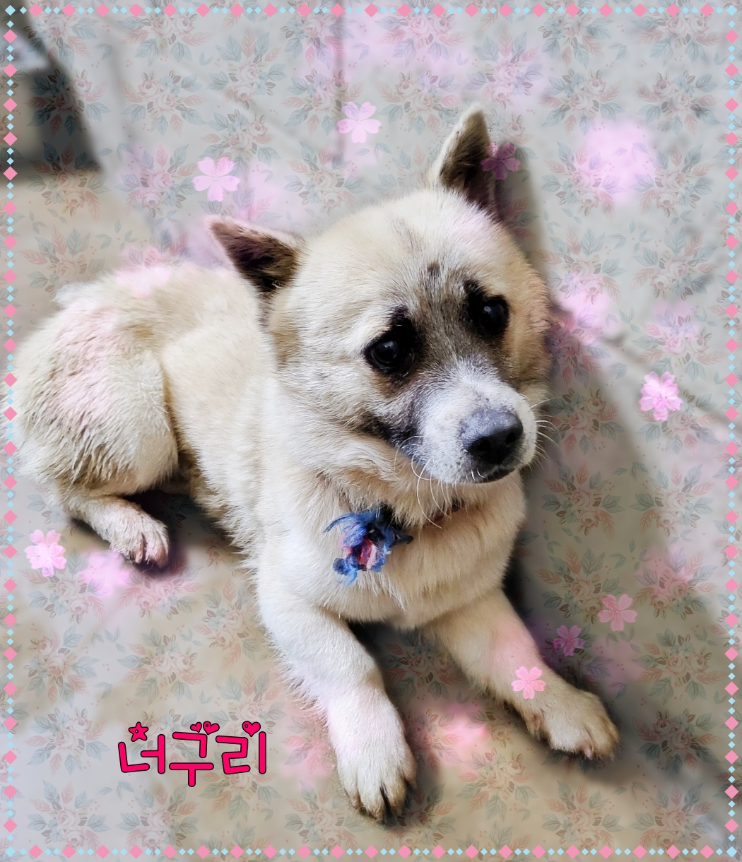 군산유기동물보호센터_445467202300812