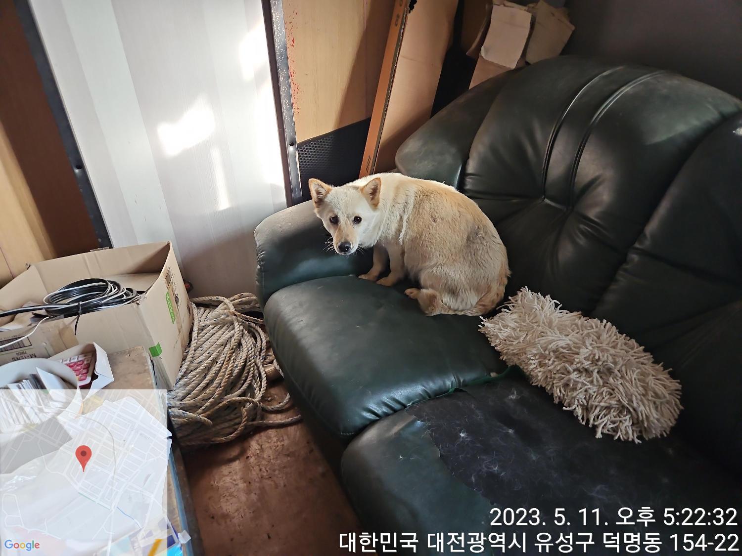 대전동물보호센터_430367202300286