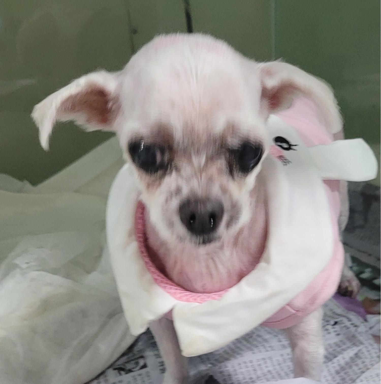 대구유기동물보호협회_427347202300357