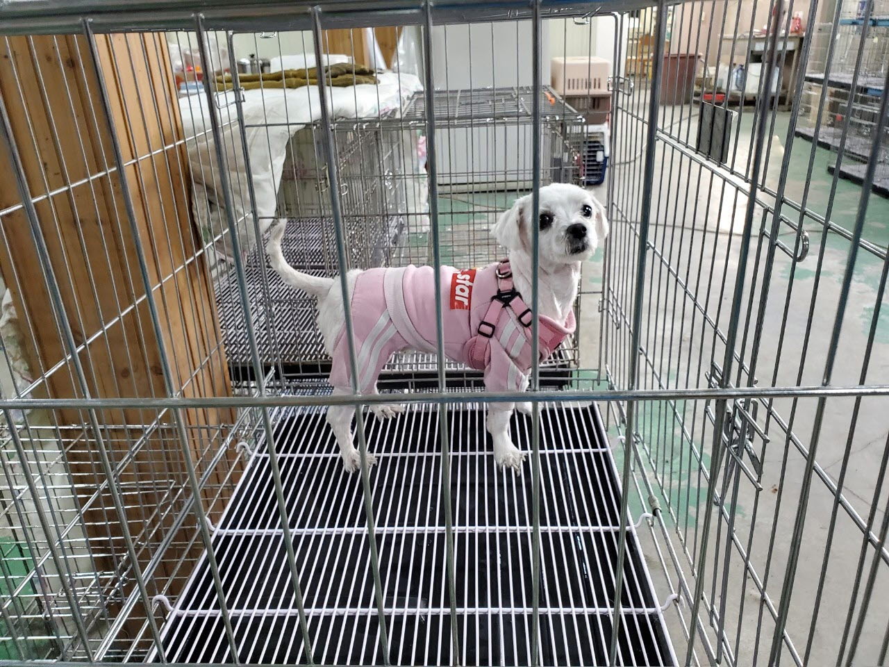 아산동물복지지원센터_444452202301056