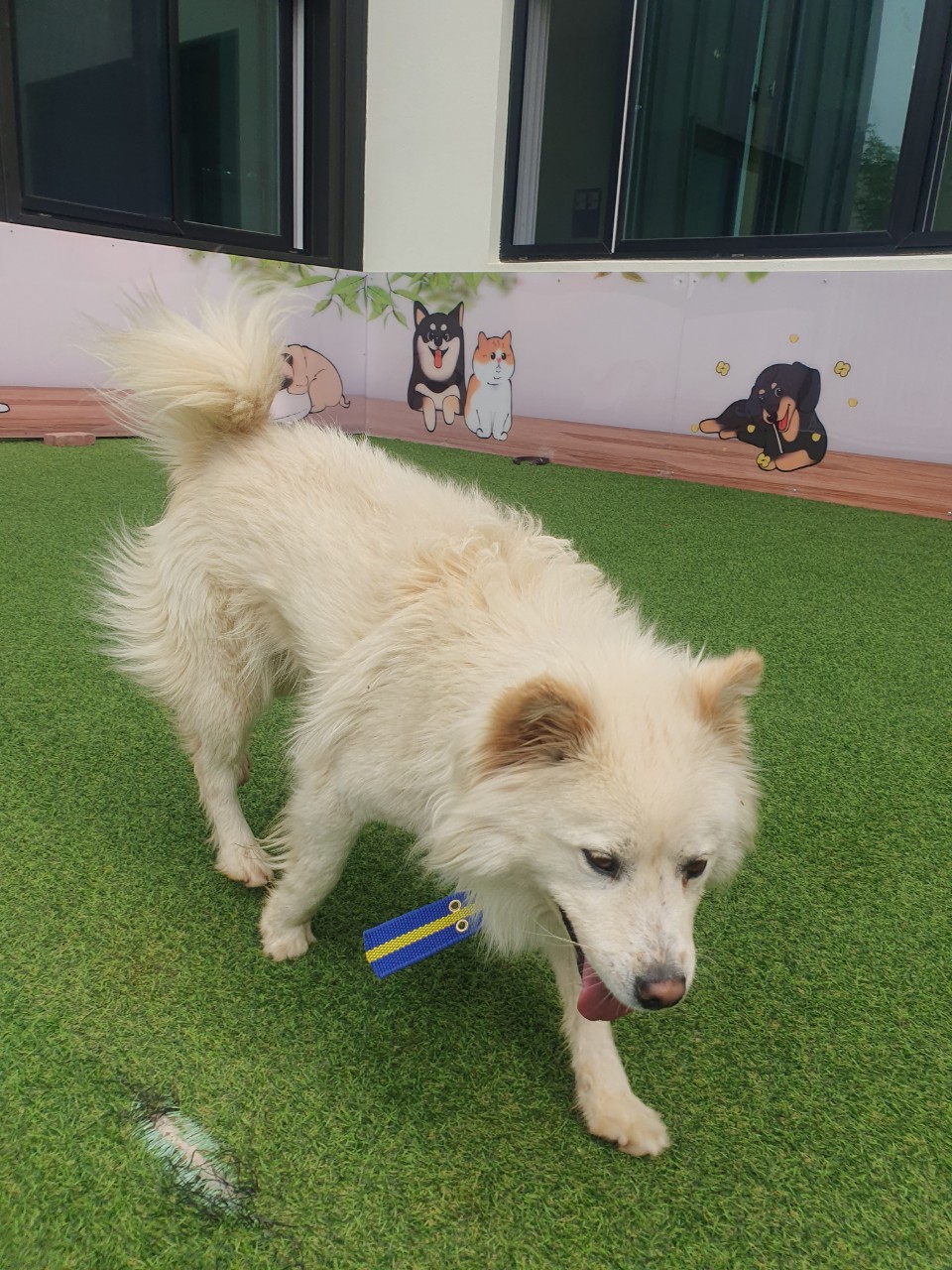 양평군유기동물보호소_441417202300268