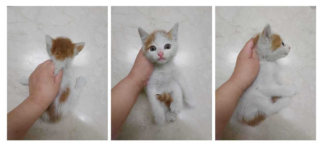 스타캣츠_441393202300753