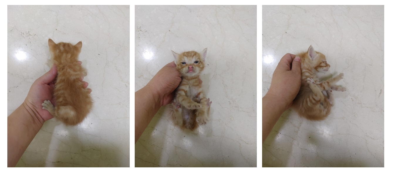 스타캣츠_441393202300755