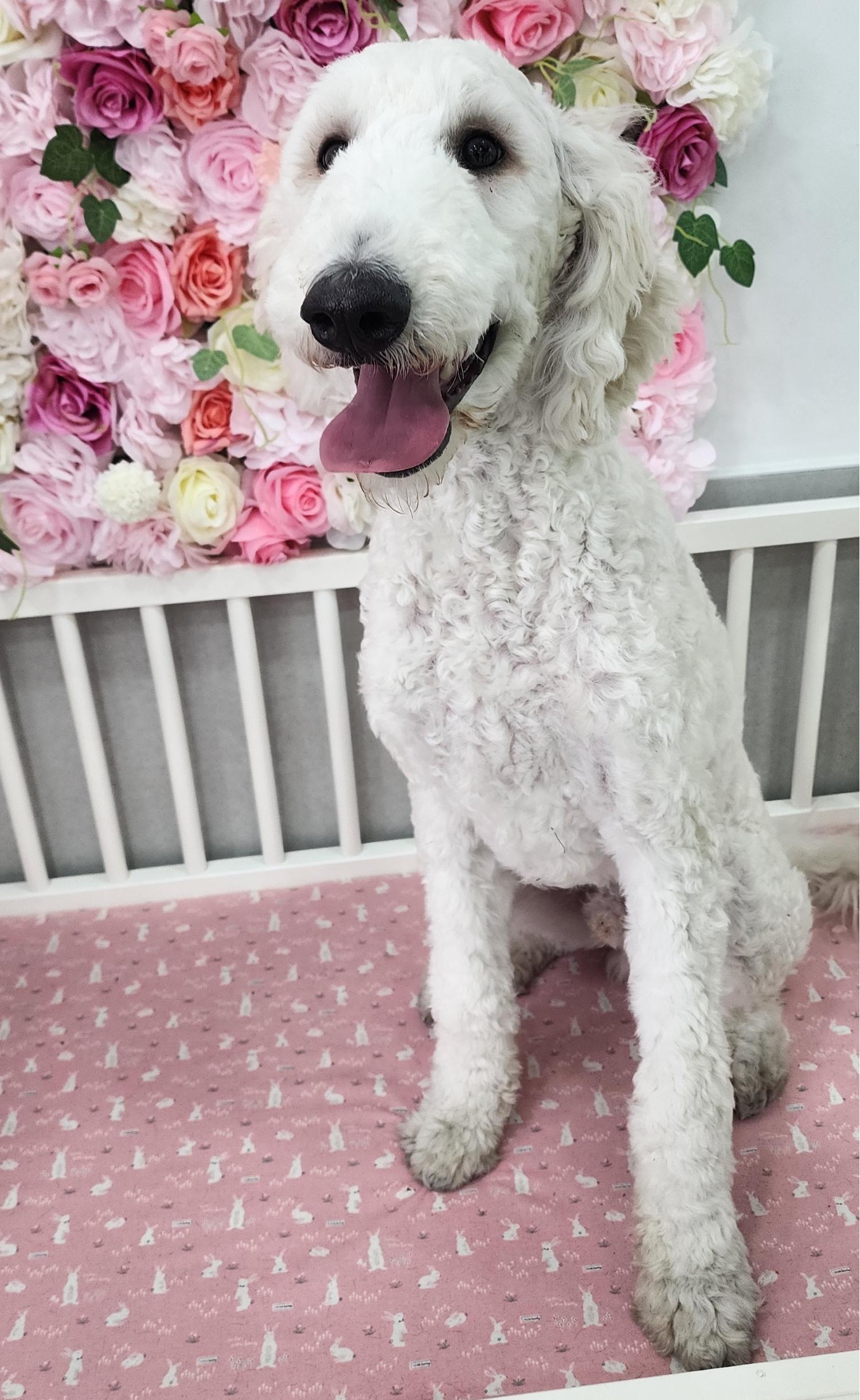 반려동물 입양센터_447508202300702