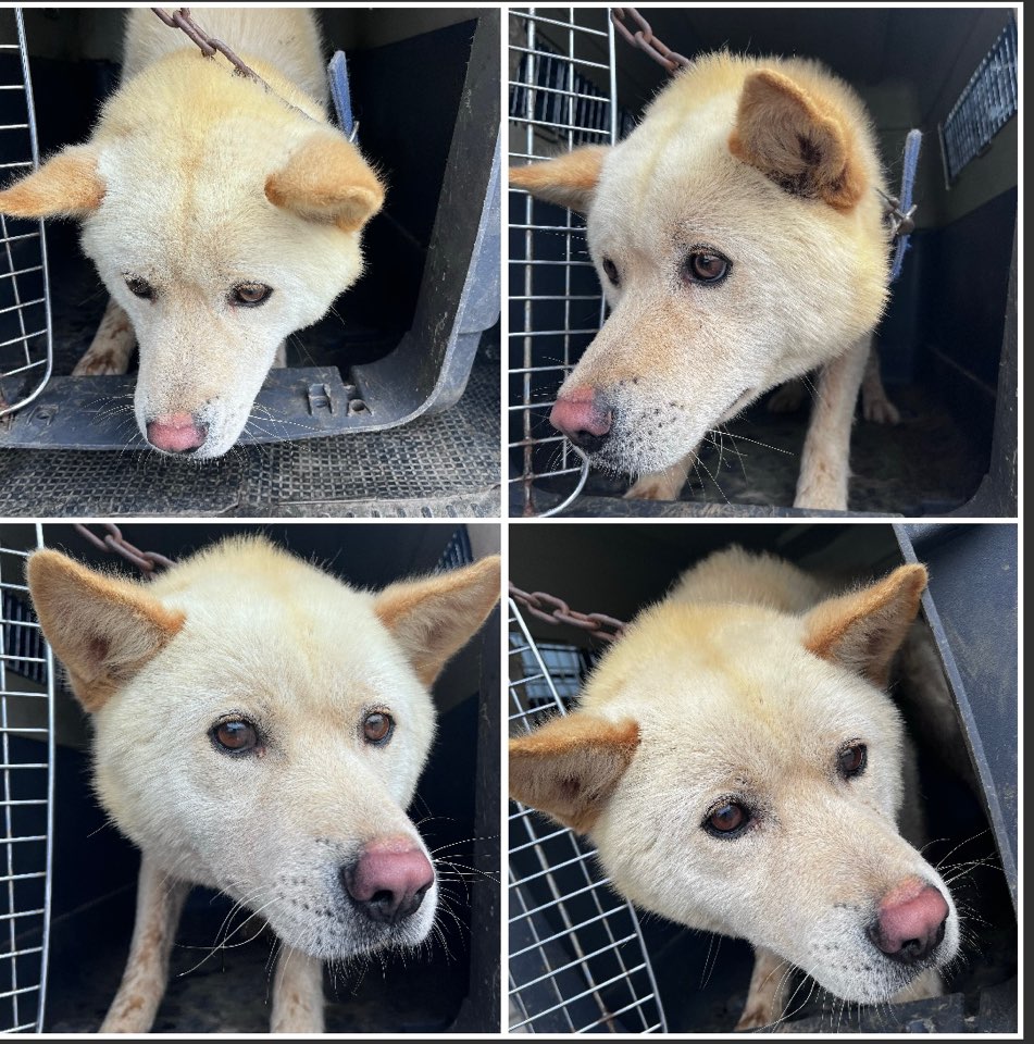 천안시유기동물보호소_444449202301037