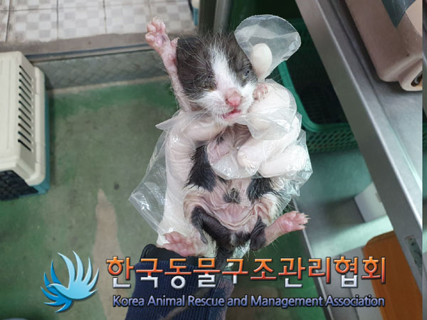 한국동물구조관리협회_411317202300091