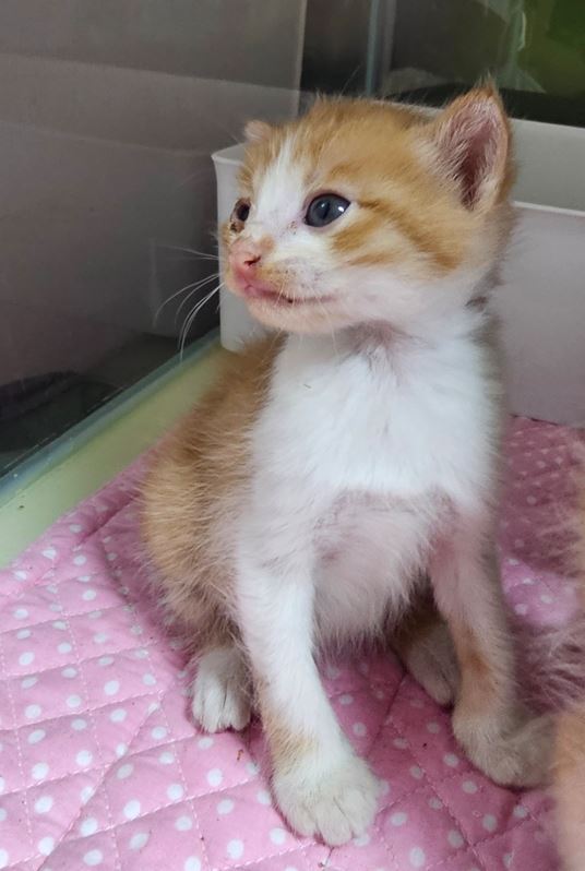 보령길고양이보호협회_444451202300441