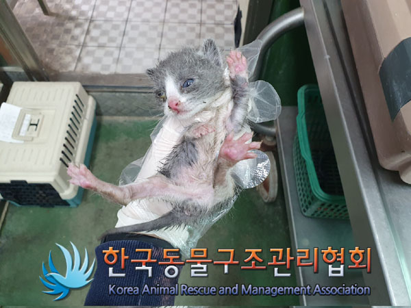 한국동물구조관리협회_411317202300089