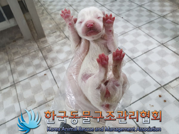 한국동물구조관리협회_411310202300202