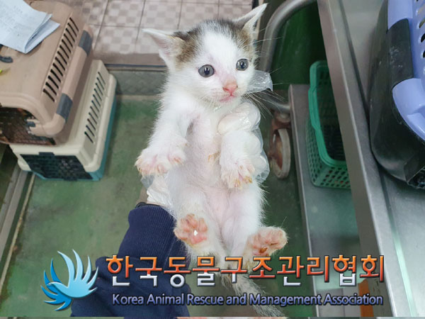 한국동물구조관리협회_411306202300344