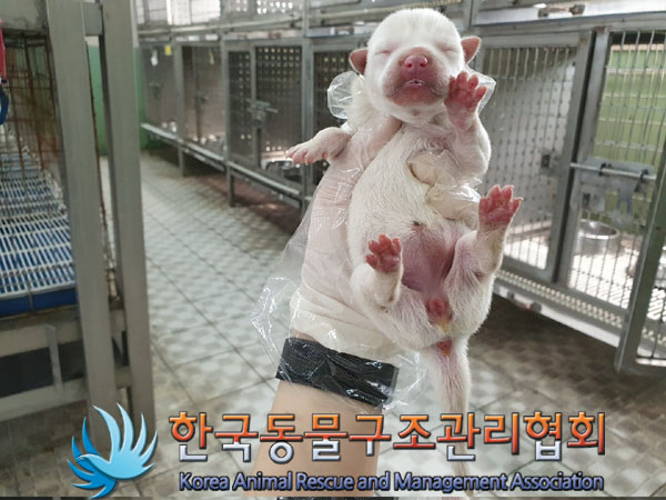 한국동물구조관리협회_411310202300203