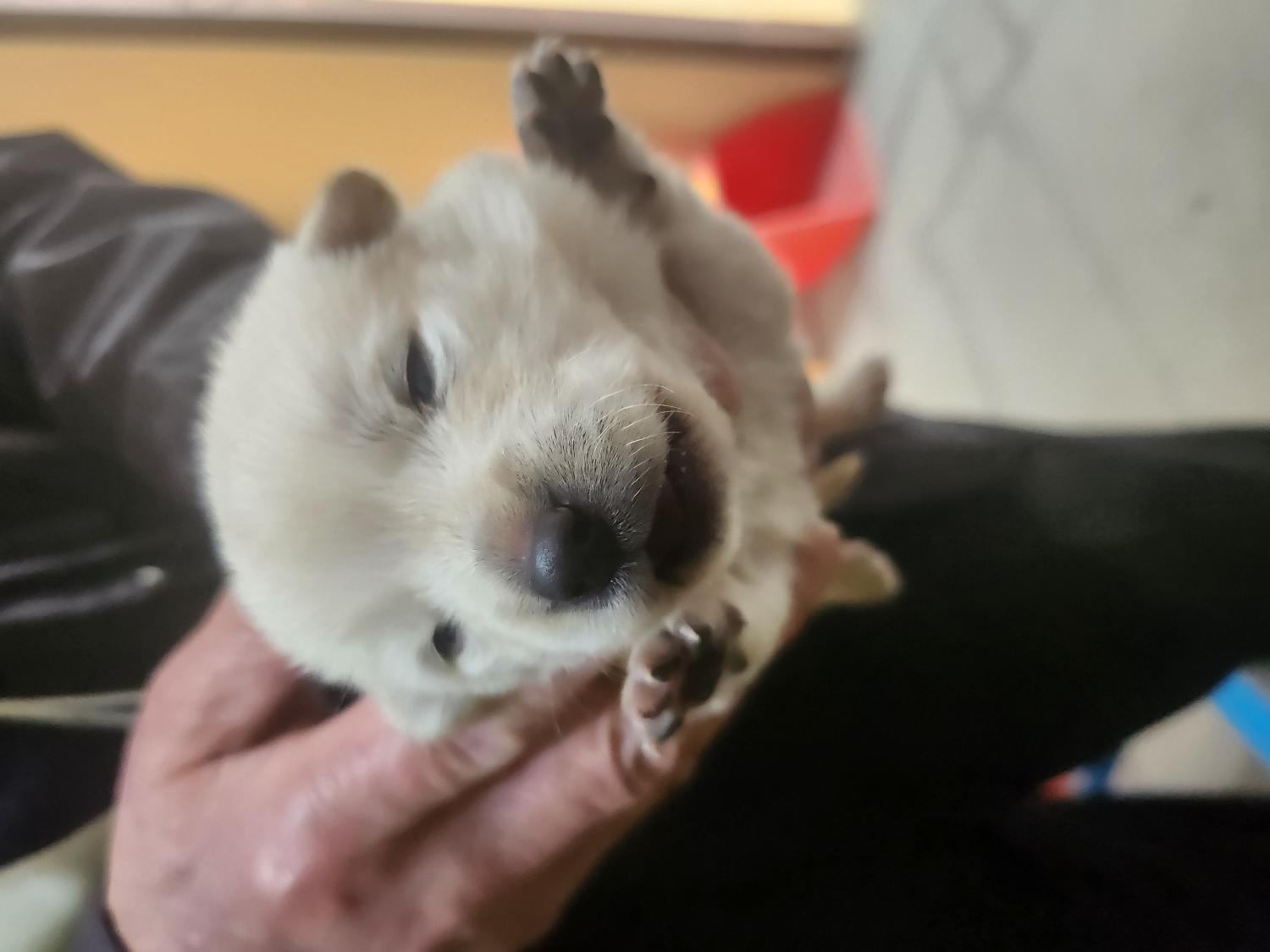 예산동물보호센터_444461202300314