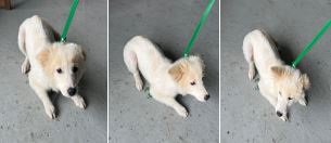 부산동물보호센터_426332202300163