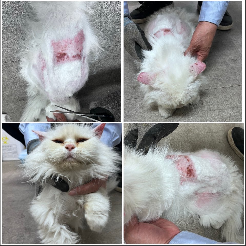 천안시유기동물보호소_444449202301041