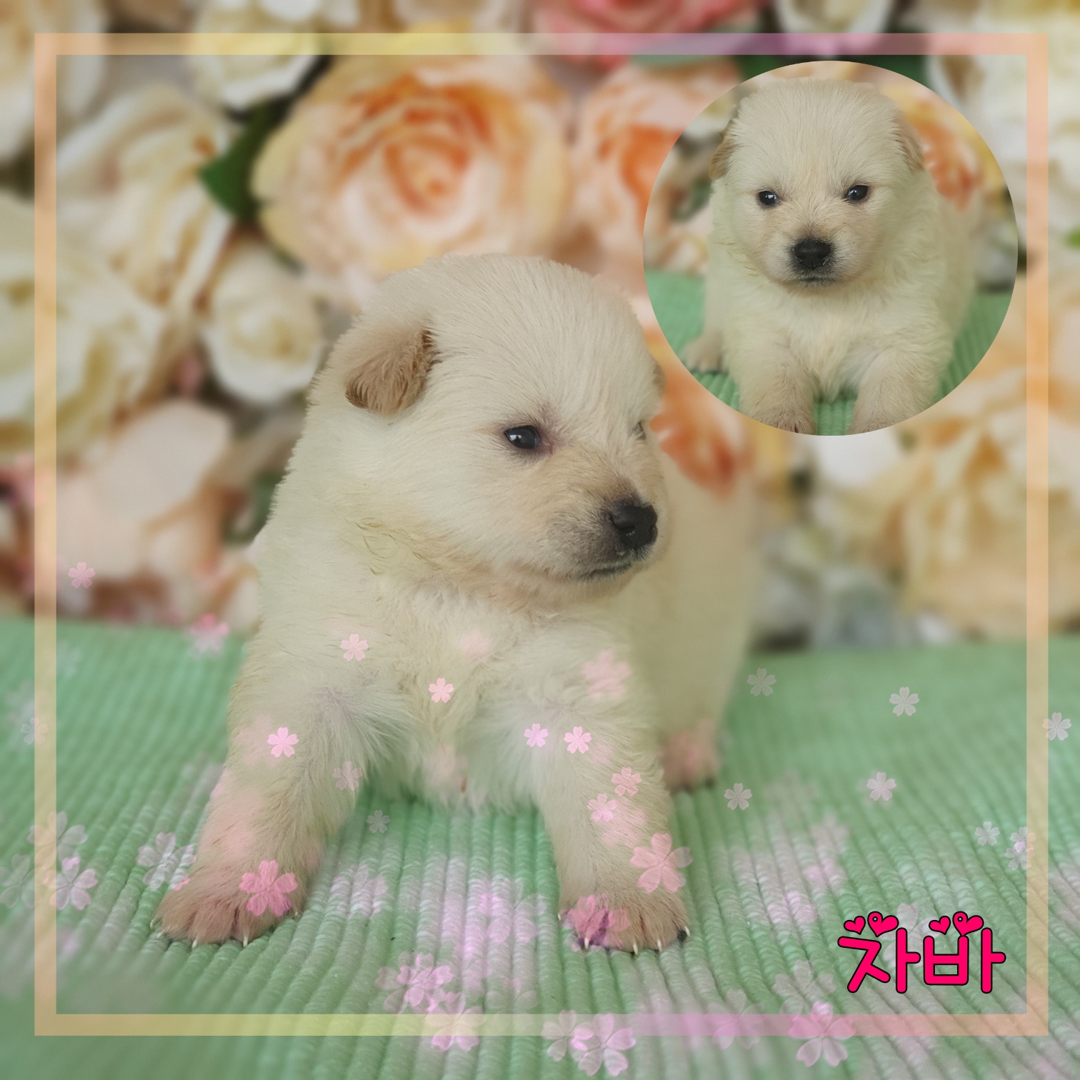 군산유기동물보호센터_445467202300817
