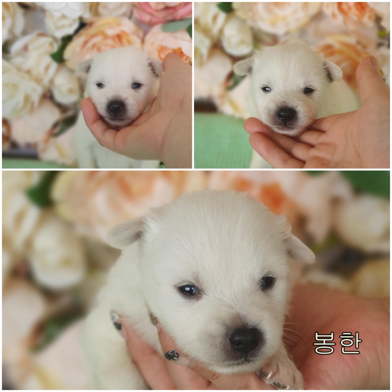 군산유기동물보호센터_445467202300815