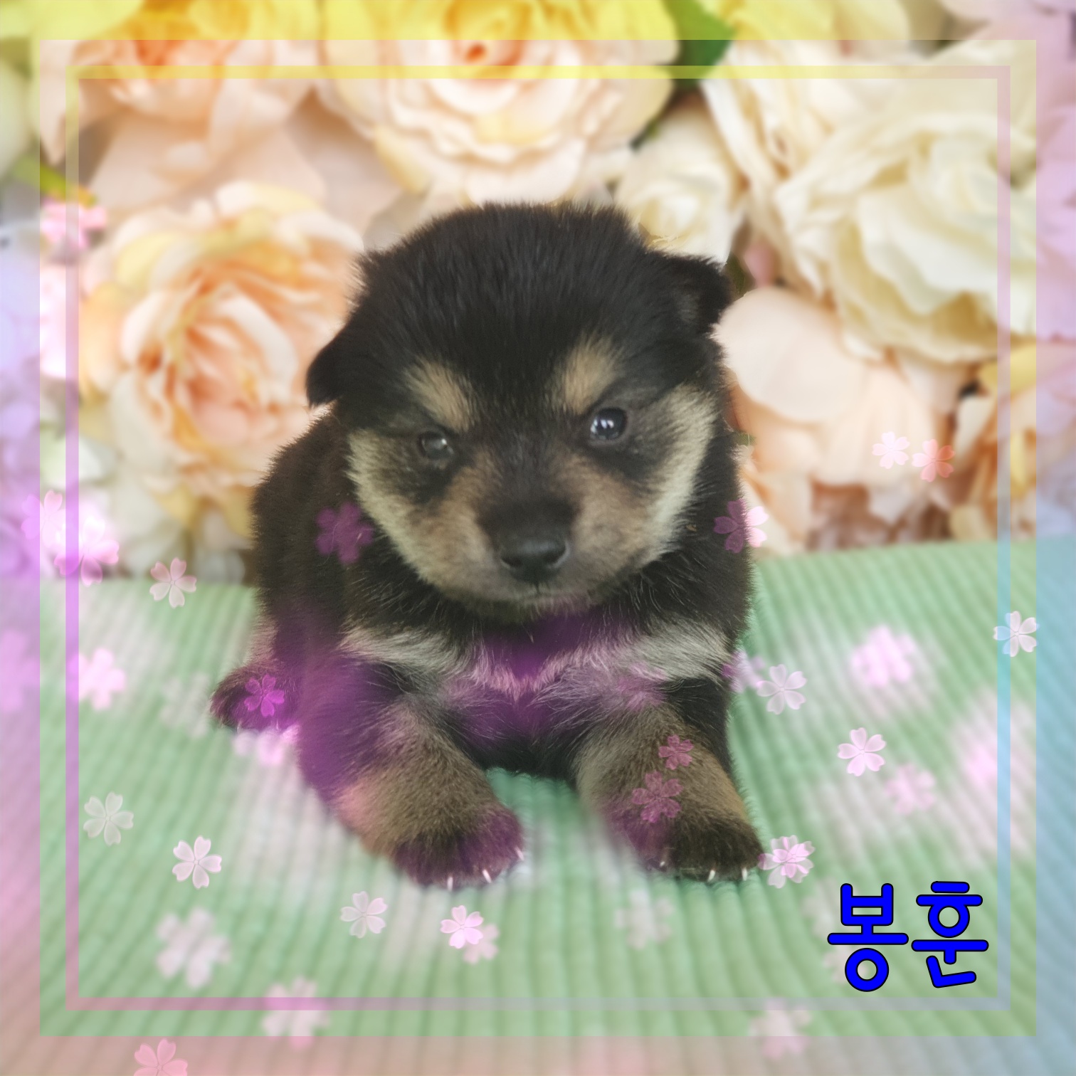 군산유기동물보호센터_445467202300814