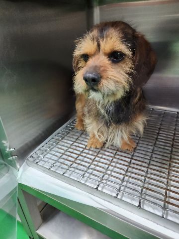 충주시동물보호센터_443439202300279