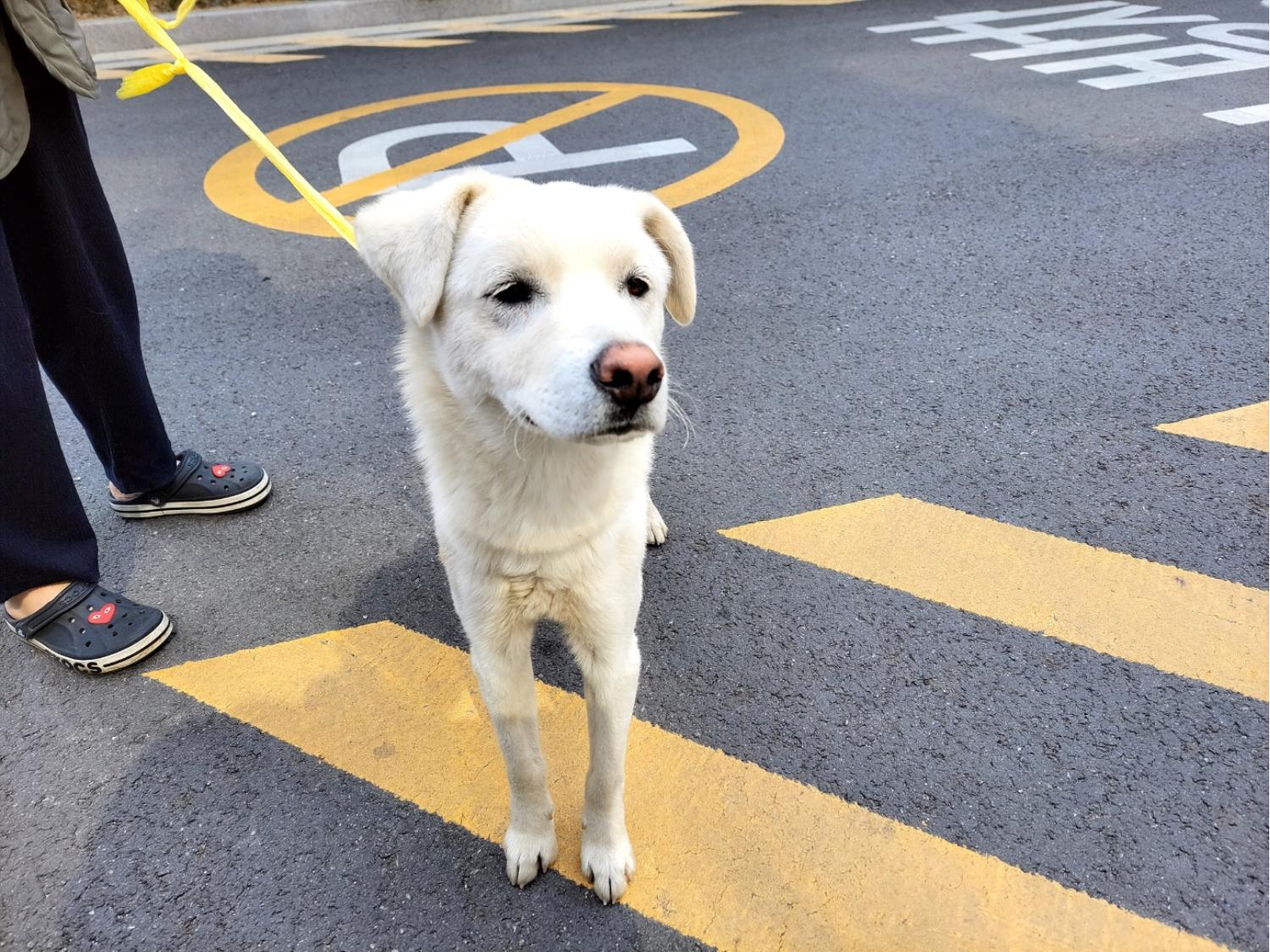 고양시동물보호센터_441394202301025