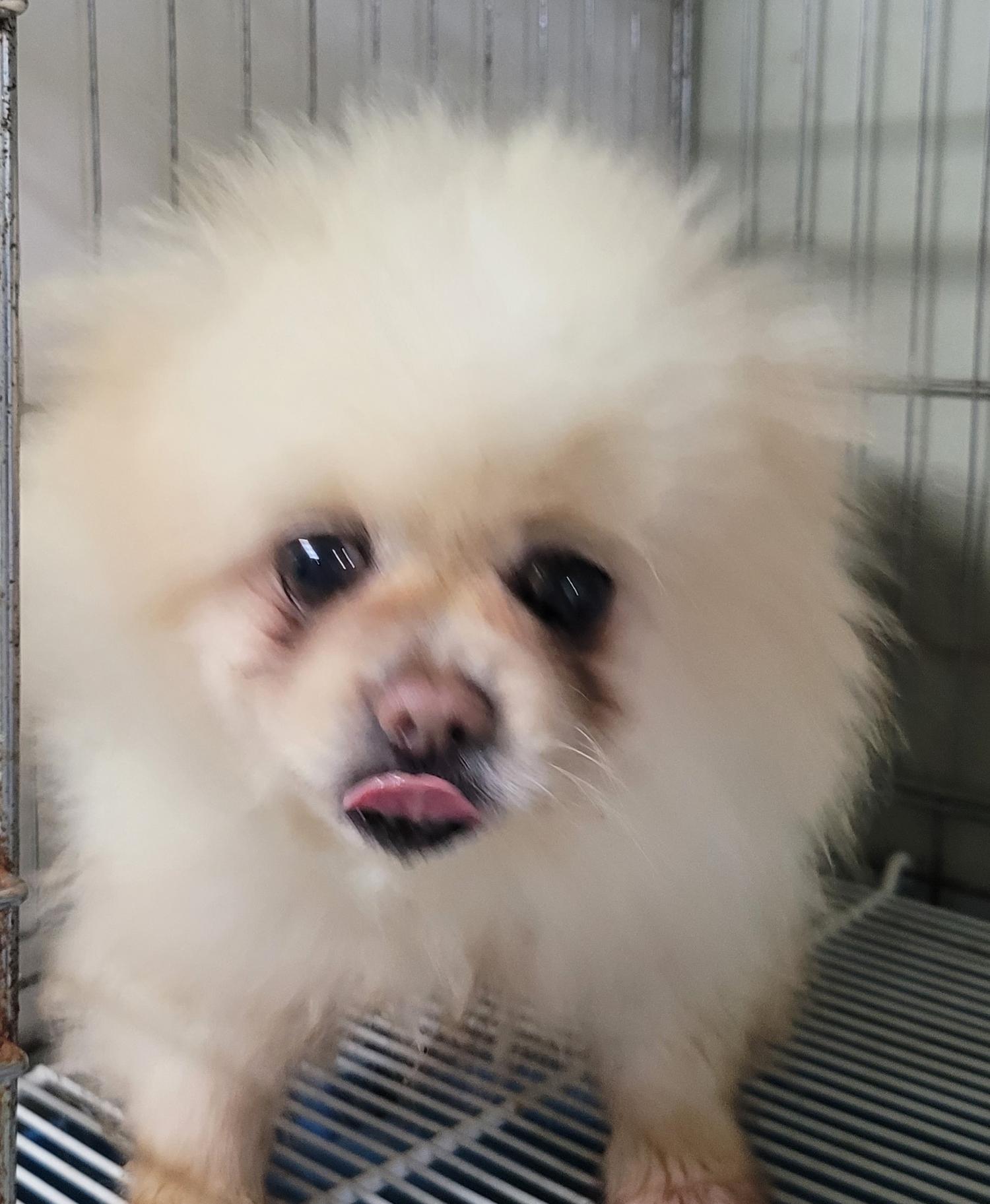 대구유기동물보호협회_427345202300287