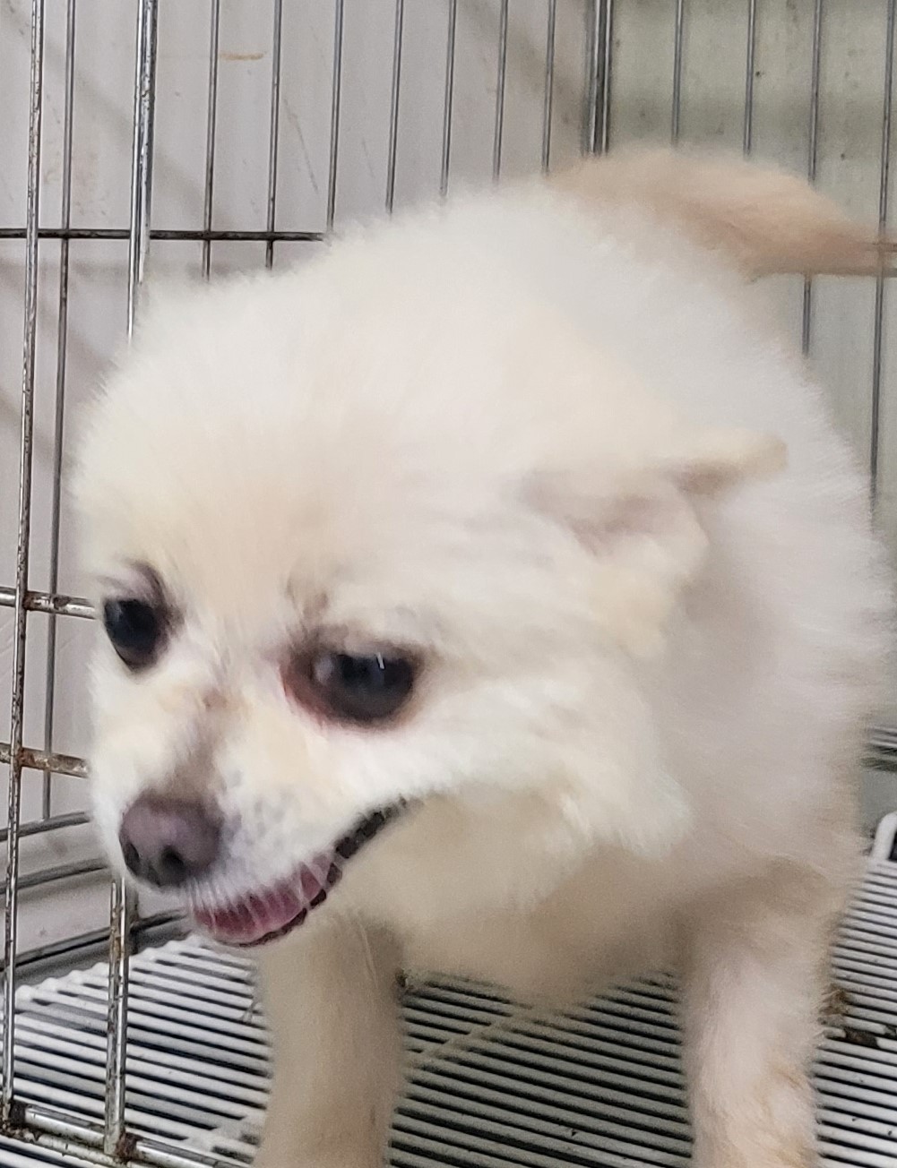 대구유기동물보호협회_427345202300288