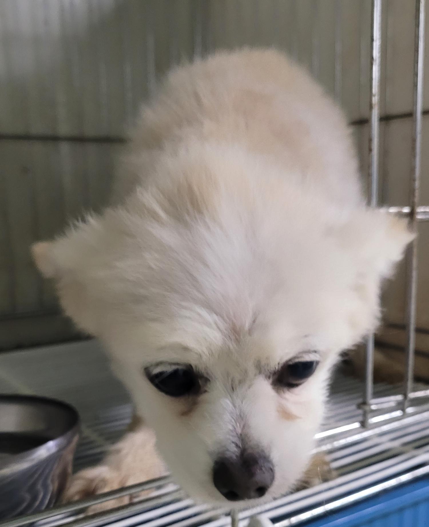 대구유기동물보호협회_427345202300289