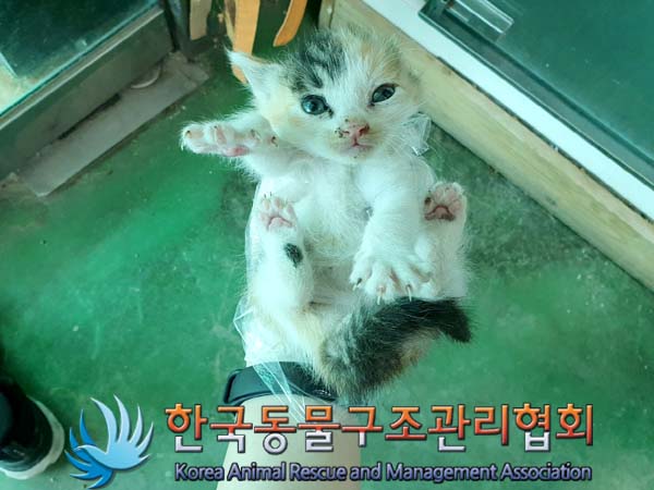 한국동물구조관리협회_441560202300518
