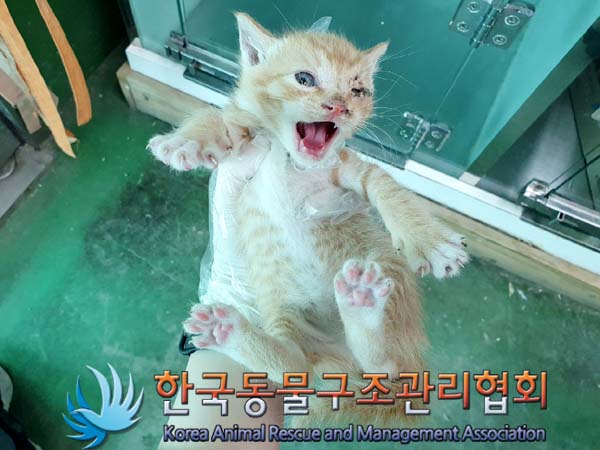 한국동물구조관리협회_441560202300519