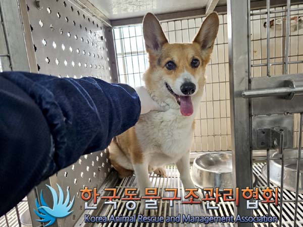 한국동물구조관리협회_411318202300209