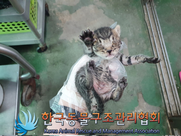 한국동물구조관리협회_441409202300723