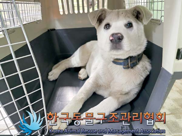 한국동물구조관리협회_441409202300719