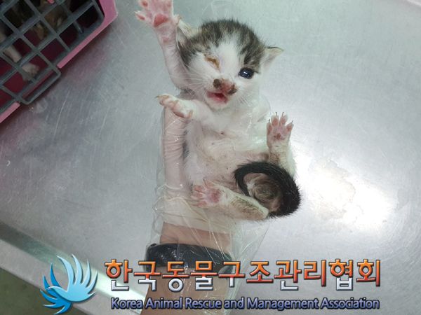 한국동물구조관리협회_441409202300720