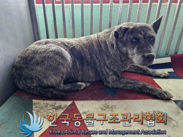 한국동물구조관리협회_441404202300183