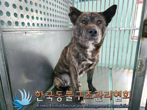 한국동물구조관리협회_441404202300182