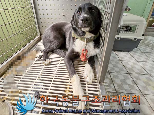 한국동물구조관리협회_411301202300270